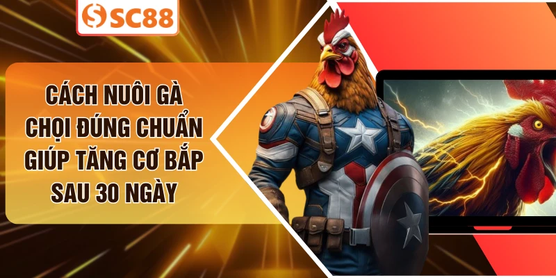 Cách Nuôi Gà Chọi Đúng Chuẩn Giúp Tăng Cơ Bắp Sau 30 Ngày