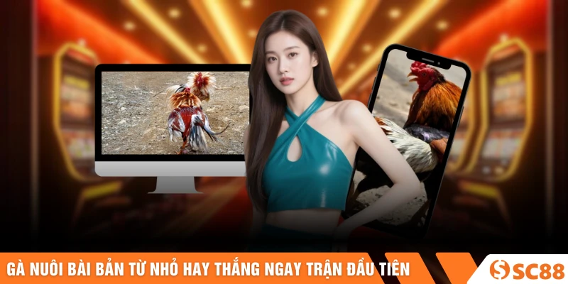 Gà nuôi bài bản từ nhỏ hay thắng ngay trận đầu tiên